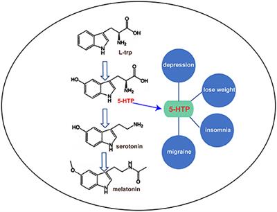 Advances in the Microbial Synthesis of 5-Hydroxytryptophan